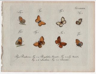 1796年 Jablonsky 昆虫の自然体系 Tab.187 タテハチョウ科 ヒメヒカゲ属 トゥリアヒメヒカゲ ロシアヒメヒカゲなど4種