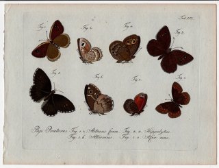 1796年 Jablonsky 昆虫の自然体系 Tab.201 タテハチョウ科 サチルス属 タカネジャノメ属 プロテレビア属など4種