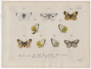 1792年 Jablonsky 昆虫の自然体系 Tab.92 シロチョウ科 モンシロチョウ属 エゾスジグロシロチョウ 亜種など4種