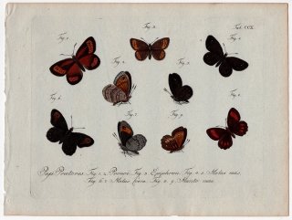 1796年 Jablonsky 昆虫の自然体系 Tab.210 タテハチョウ科 ベニヒカゲ属 ウォーターリングレット スモールマウンテンリングレット ブラックリングレットなど4種