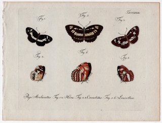 1798年 Jablonsky 昆虫の自然体系 Tab.239 タテハチョウ科 アサギミスジ シロミスジ ジャナテッラ属など3種