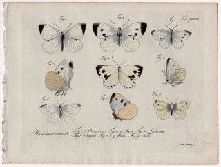 1792年 Jablonsky 昆虫の自然体系 Tab.87 シロチョウ科 オオモンシロチョウ タイワンモンシロチョウ モンシロチョウなど4種