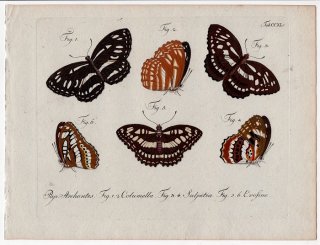 1798年 Jablonsky 昆虫の自然体系 Tab.240 タテハチョウ科 ミナミオオミスジ ウラキホソチョウモドキ アゲハチョウ科 アオスジアゲハ属