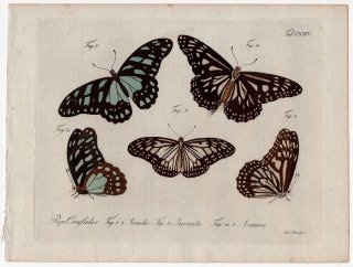 1793年 Jablonsky 昆虫の自然体系 Tab.124 アゲハチョウ科 アフリカマダラタイマイ タテハチョウ科 ユベンタヒメゴマダラ シロオオマダラ