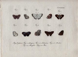 1800年 Jablonsky 昆虫の自然体系 Tab.288 シジミチョウ科 ブッシュブルー チョークブルー テレウス属 ジャミデス属など5種