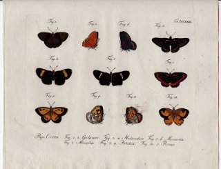 1804年 Jablonsky 昆虫の自然体系 Tab.323 シジミタテハ科 ゲラノールシジミタテハ ベニスジシジミタテハ シジミチョウ科 テストル属 アロエイデス属など6種
