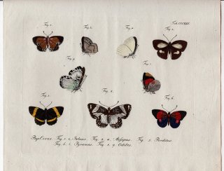 1804年 Jablonsky 昆虫の自然体系 Tab.325 シジミチョウ科 レプトミリナ属 ウラギンシジミ属 シジミタテハ科 パナラ属 タテハチョウ科 ハエマテラ属など5種