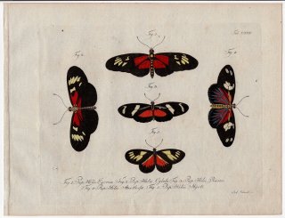 1790年 Jablonsky 昆虫の自然体系 Tab.74 タテハチョウ科 ドクチョウ属 ドリスドクチョウなど5種