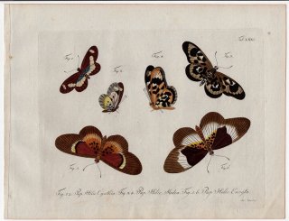1790年 Jablonsky 昆虫の自然体系 Tab.80 タテハチョウ科 ホソチョウ属 プセウダクラエア属など3種