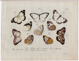 1792年 Jablonsky 昆虫の自然体系 Tab.91 シロチョウ科 ナミエシロチョウ タイワンスジグロシロチョウ ヘリグロシロチョウ属など5種