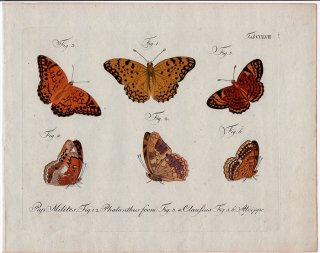 1798年 Jablonsky 昆虫の自然体系 Tab.257 タテハチョウ科 ヘゲシアヒョウモン ヒメウラベニヒョウモンなど3種