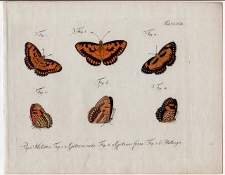 1798年 Jablonsky 昆虫の自然体系 Tab.258 タテハチョウ科 ビブリア属 スポテッドジョーカー