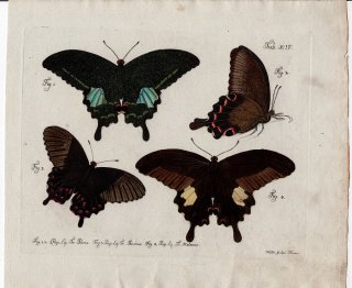 1784年 Jablonsky 昆虫の自然体系 Tab.14 アゲハチョウ科 アゲハチョウ属 ルリモンアゲハ シロオビアゲハ モンキアゲハ