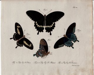1784年 Jablonsky 昆虫の自然体系 Tab.19 アゲハチョウ科 ペラウスアゲハ アオジャコウアゲハ シロオビアゲハ