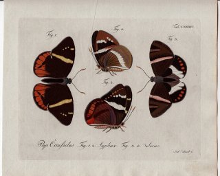 1793年 Jablonsky 昆虫の自然体系 Tab.134 カストニアガ科 テルキン属 2種