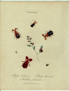 1800年 Donovan インドの昆虫の自然史概説 Pl.5 オサムシ科 プラチロパルス属 パウッスス属など4種