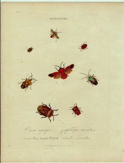 1800年 Donovan インドの昆虫の自然史概説 Pl.14 カメムシ科 テッサラトムス科 ツノカメムシ科 ノコギリカメムシ科など7種