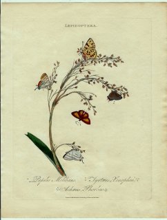 1800年 Donovan インドの昆虫の自然史概説 Pl.40 シジミタテハ科 メリボエウスシジミタテハ シジミチョウ科 フォルバスフタオシジミなど5種