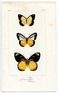 1845年 Lucas 外来鱗翅類の博物誌 P.29 シロチョウ科 ヒメクロヘリシロチョウ ベリサマカザリシロチョウなど3種