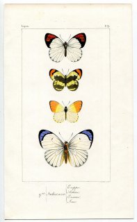 1845年 Lucas 外来鱗翅類の博物誌 P.37 シロチョウ科 フタスジツマアカシロチョウ マルバネツマアカシロチョウ サルファオレンジ コモンパープルチップ