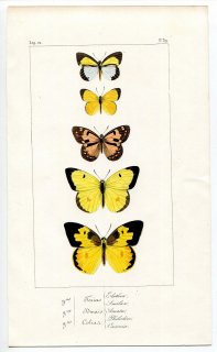 1845年 Lucas 外来鱗翅類の博物誌 P.39 シロチョウ科 アトジロキチョウ アマタツマアカシロチョウ アメリカモンキチョウなど5種