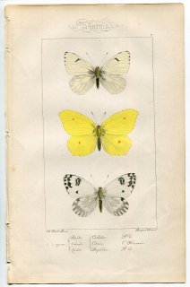 1864年 Lucas ヨーロッパ鱗翅類 P.7 シロチョウ科 ヤマキチョウ チョウセンシロチョウなど3種