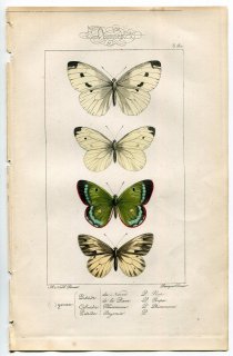 1864年 Lucas ヨーロッパ鱗翅類 P.8 bis シロチョウ科 モンシロチョウ属 エゾスジグロシロチョウ モンシロチョウなど4種
