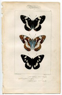 1864年 Lucas ヨーロッパ鱗翅類 P.9 タテハチョウ科 オオイチモンジ属 アオイチモンジ イチモンジチョウ