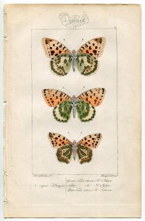 1864年 Lucas ヨーロッパ鱗翅類 P.17 タテハチョウ科 ウラギンヒョウモン ギンボシヒョウモン スペインヒョウモン