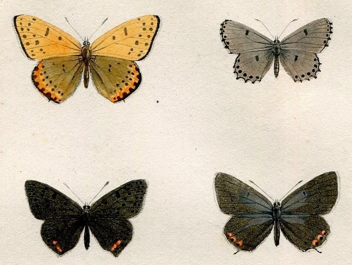Bulletin of the Hill Museum（1921-31年）昆虫、蝶、動物、植物