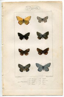 1864年 Lucas ヨーロッパ鱗翅類 P.24 シジミチョウ科 ムラサキベニシジミ ジョウザンシジミ アトラスブルー ツバメシジミ ヒメシジミなど8種