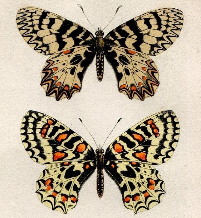 1864年 Lucas ヨーロッパ鱗翅類 P.27 アゲハチョウ科