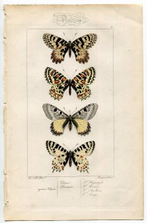 1864年 Lucas ヨーロッパ鱗翅類 P.27 アゲハチョウ科 タイスアゲハ スカシタイスアゲハ シリアアゲハ シロタイスアゲハ