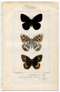 1864年 Lucas ヨーロッパ鱗翅類 P.29 タテハチョウ科 ジャノメチョウ フェルラジャノメなど3種