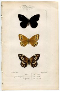 1864年 Lucas ヨーロッパ鱗翅類 P.30 タテハチョウ科 タカネヒカゲ サチルス属 ヒッパルキア属