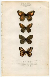 1864年 Lucas ヨーロッパ鱗翅類 P.32 タテハチョウ科 メドウブラウン ダスキーメドウブラウン リングレット キマダラジャノメ