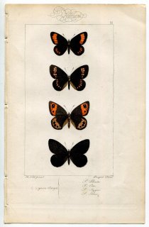 1864年 Lucas ヨーロッパ鱗翅類 P.35 タテハチョウ科 ベニヒカゲ属 ブラインドリングレット アーモンドリングレット ピエモントリングレットなど4種
