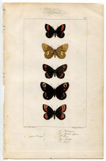 1864年 Lucas ヨーロッパ鱗翅類 P.36 タテハチョウ科 レッサーマウンテンリングレット ウォーターリングレット メドゥーサベニヒカゲなど5種