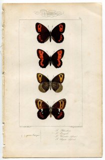 1864年 Lucas ヨーロッパ鱗翅類 P.37 タテハチョウ科 スコッチベニヒカゲ クモマベニヒカゲ ラージリングレット クモマベニヒカゲなど4種