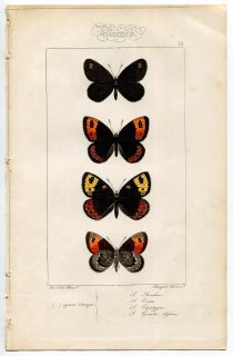1864年 Lucas ヨーロッパ鱗翅類 P.38 タテハチョウ科 ウォーターリングレット スプリングリングレット マーブルリングレットなど4種
