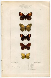 1864年 Lucas ヨーロッパ鱗翅類 P.39 タテハチョウ科 ラージヒース ブラッシーリングレット チェスナットヒース チャイロヒメヒカゲなど5種