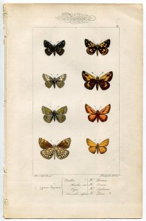 1864年 Lucas ヨーロッパ鱗翅類 P.41 セセリチョウ科 チョウセンキボシセセリ タカネキマダラセセリ ラージスキッパーなど8種