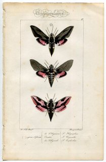 1864年 Lucas ヨーロッパ鱗翅類 P.43 スズメガ科 ヒレス属 3種