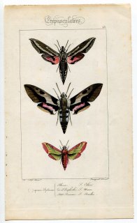 1864年 Lucas ヨーロッパ鱗翅類 P.45 スズメガ科 シタベニセスジスズメ メディテラネアンホークモス スモールエレファントホークモス