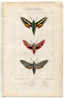 1864年 Lucas ヨーロッパ鱗翅類 P.46 スズメガ科 イブキスズメ ベニスズメ パインホークモス