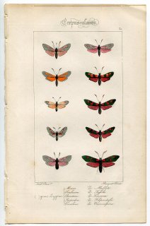 1864年 Lucas ヨーロッパ鱗翅類 P.50 マダラガ科 ジガエナ属 シックススポットバーネットなど10種