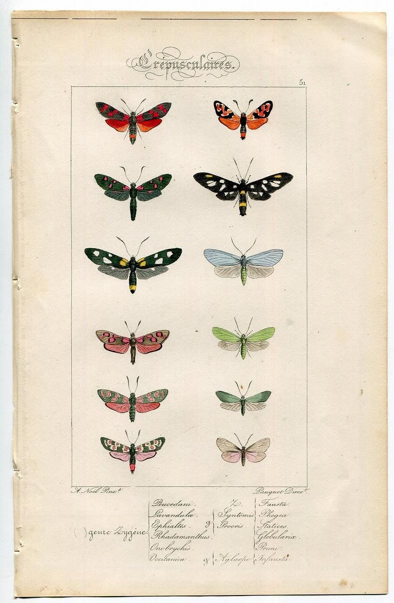 珍品】モロニド・バーナ（1オス、マダガスカル産）