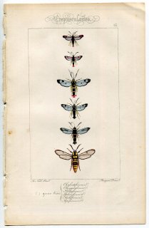 1864年 Lucas ヨーロッパ鱗翅類 P.53 スカシバガ科 カマエスペキア属 ピロプテロン属 シナンテドン属など6種