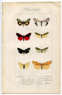 1864年 Lucas ヨーロッパ鱗翅類 P.54 トモエガ科 スピリス属 チリア属 シナバーモス リトシア属 ヨツボシホソバなど8種