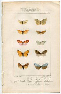 1864年 Lucas ヨーロッパ鱗翅類 P.55 トモエガ科 オレンジフットマン ベニヘリコケガ ヤガ科 カリエルギス属など10種